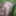 Bondage and whipping in woods