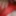 red lace new