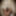 Linda asian ts champagne and big black pearl dildo #28