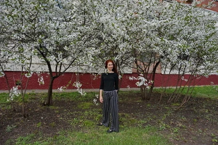 in white cherry flowers         