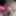 Edging small penis with clit vibrator #6