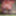 sounding shemale lingerie dildo 1