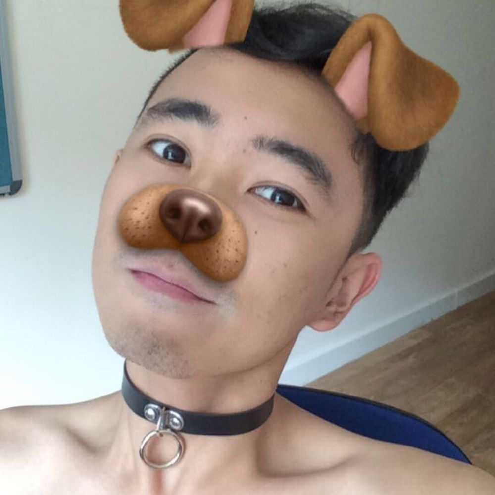 Asian puppy for adoption 