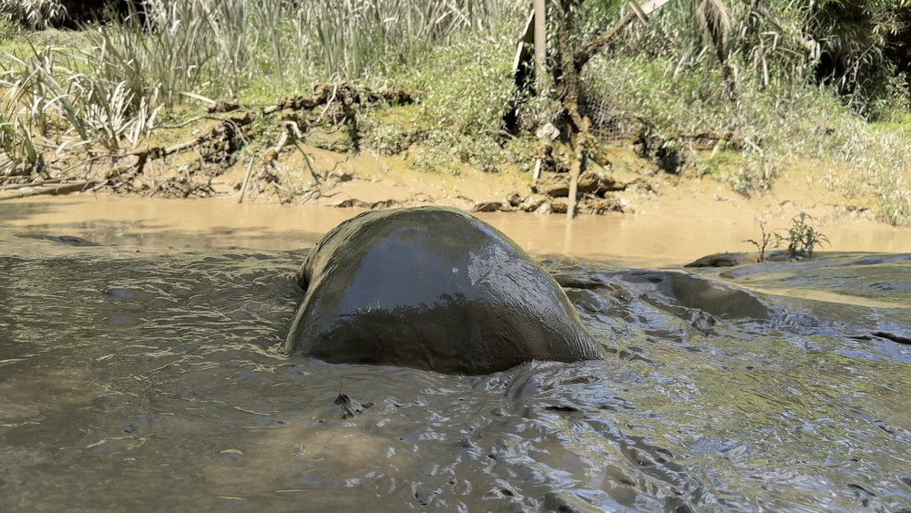 SHOT - MUD MOUTH #22