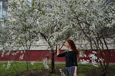 in white cherry flowers         