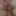 Wife pegging husband clips the best real life clips ever