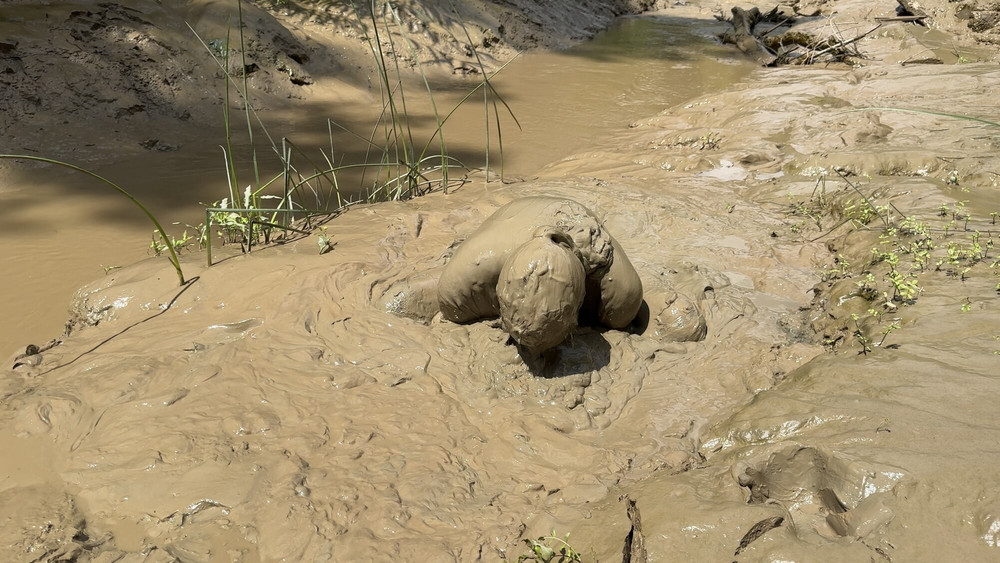 SHOT - MUD PIG IN HEAT #21