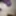 Cock, and Body