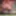 sounding shemale lingerie dildo 1