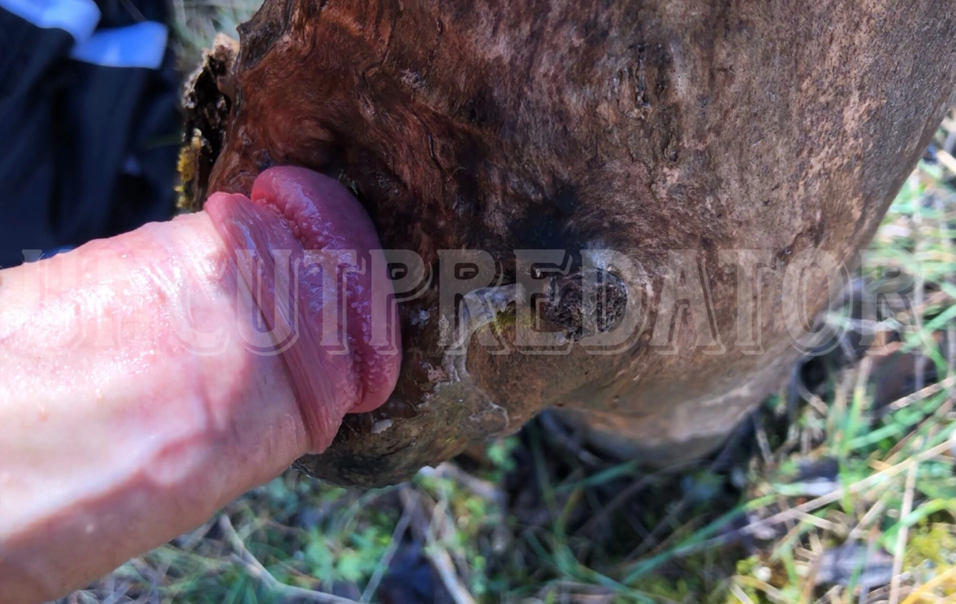 Fat cock fucking a tree hole