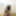 Srilankan girl blue panty bra nipple pop out