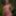 Stunning Monika Fox In Pink Bikini On Boat In Paradise #4