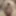 Small cock close up