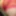 Pink panty slut