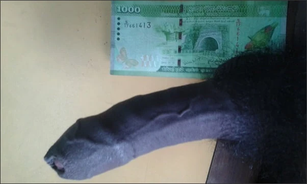 My Hard cock #17