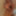 Bunni Free Photos