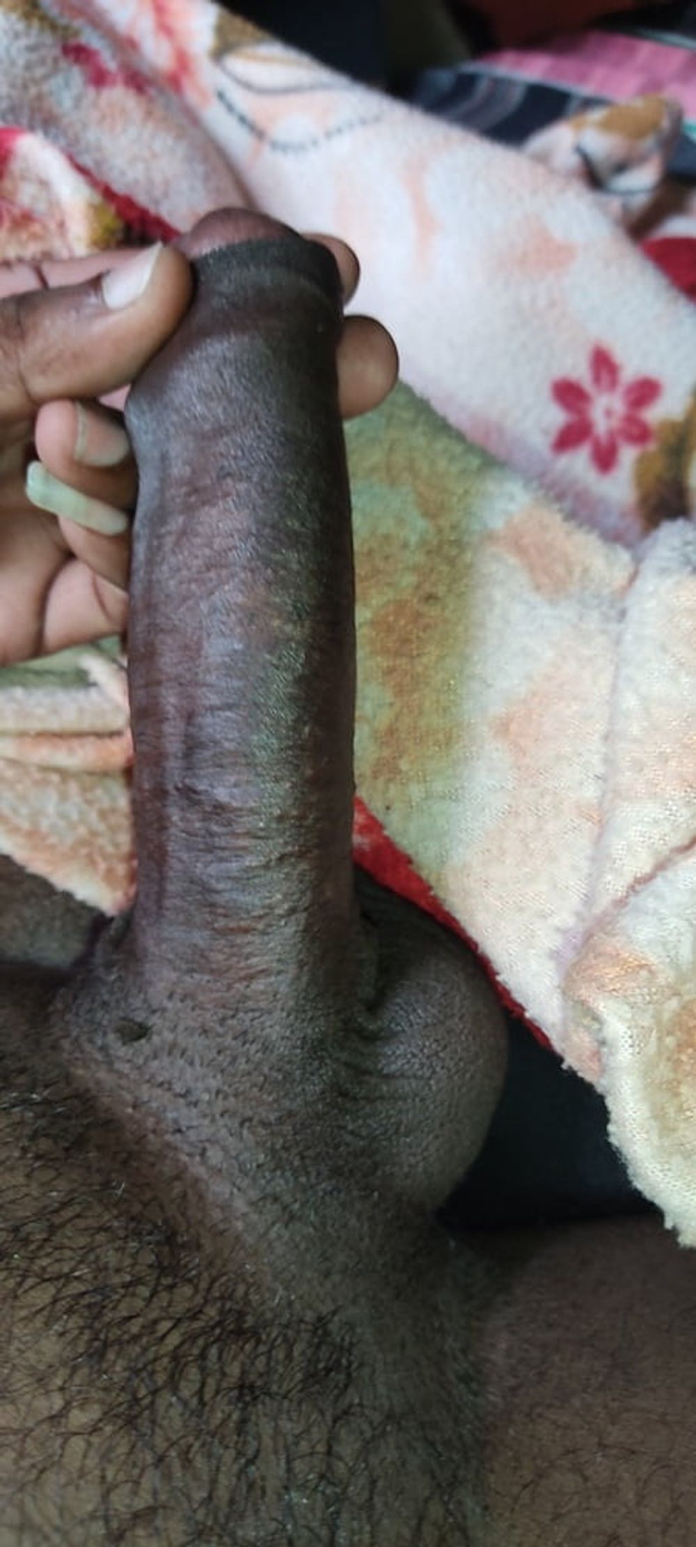 Srilankan cock  #3