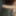 Indian dick 9 inch
