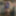 シシーキャンディの写真