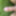 Backyard cock