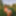 Fox Free Photos #12