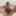 Hairy Bear shows of his fat meaty cock #5
