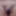 My little Flaccid Penis (without Erection) - Compilation 3