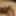 Morning desi dick