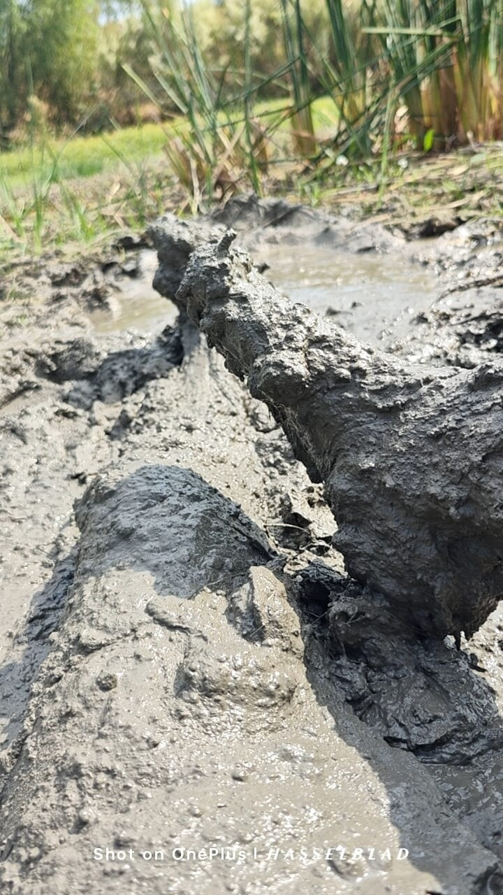 Muddy Feet and Solo #14