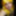 yellow goddess #26