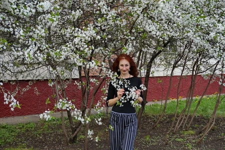 in white cherry flowers         