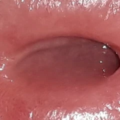 Close up Cock