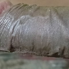 Indian penis 