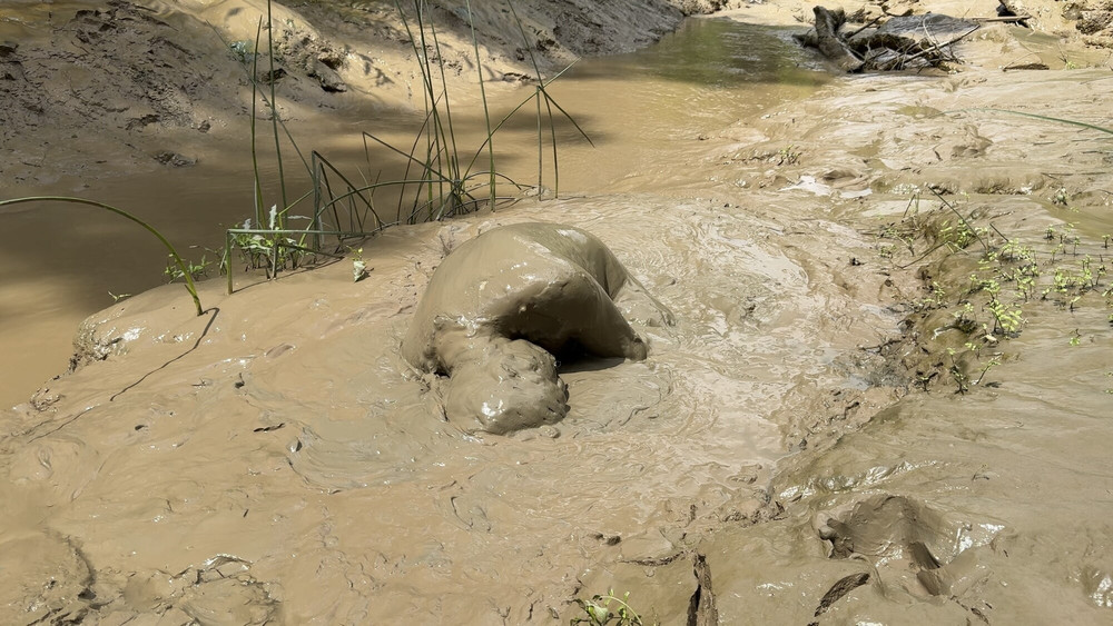 SHOT - MUD PIG IN HEAT #31