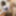Shino Aoi :: The Prey waitress - CARIBBEANCOM #18