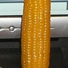 🌽 on my cob