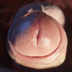 私のコック