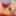 Siri and Summer Brielle are blonde lesbians with huge boobs.