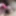 Edging small penis with clit vibrator #3