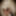 Linda asian ts champagne and big black pearl dildo 2 #4