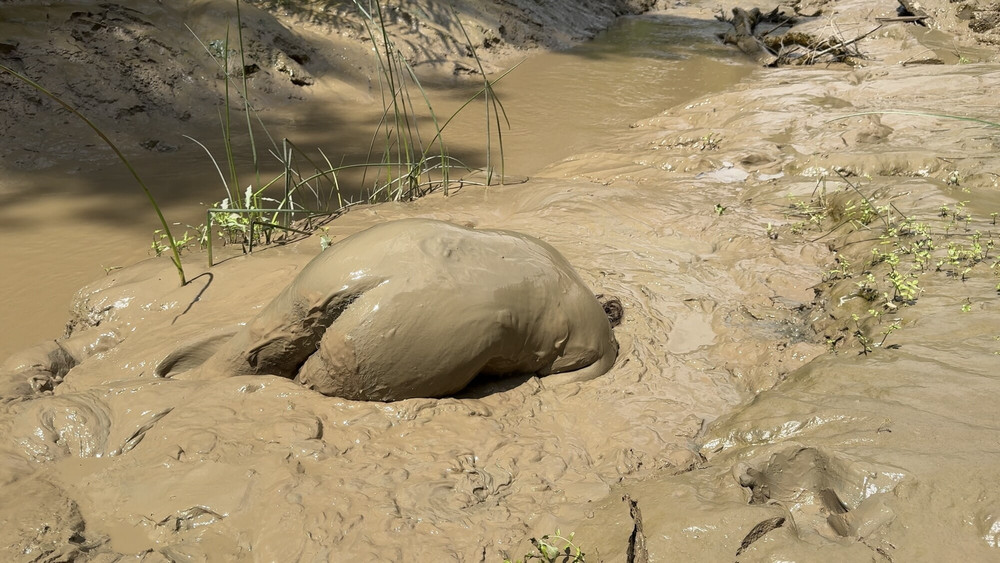 SHOT - MUD PIG IN HEAT #17