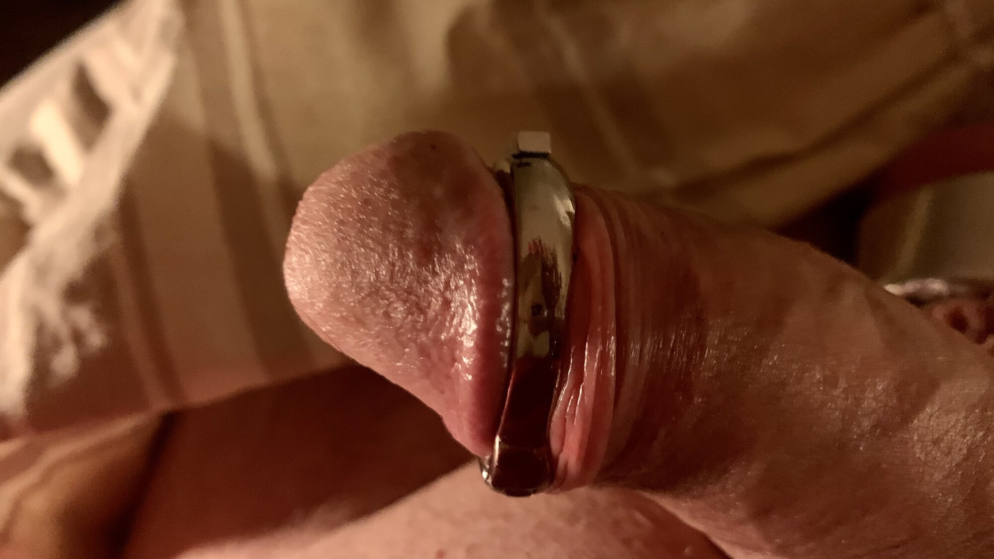 Cock Collection  #12