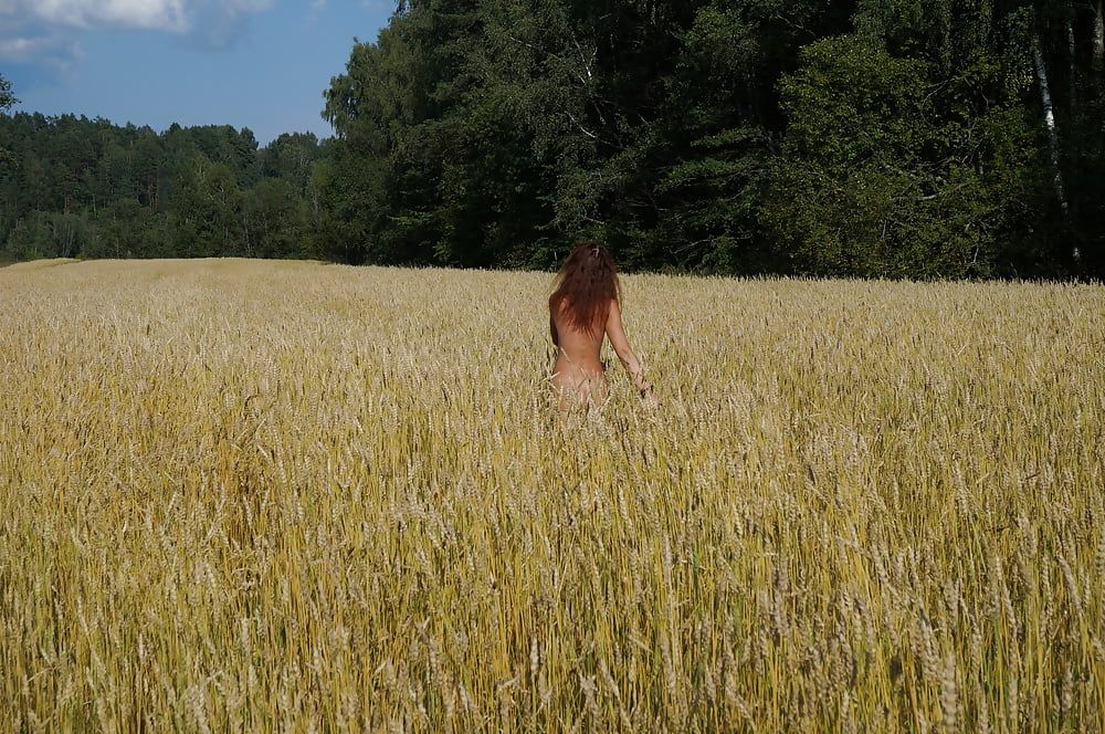 in golden field #14