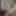 Panty Cum Tribute for AlexaLeaks Preview