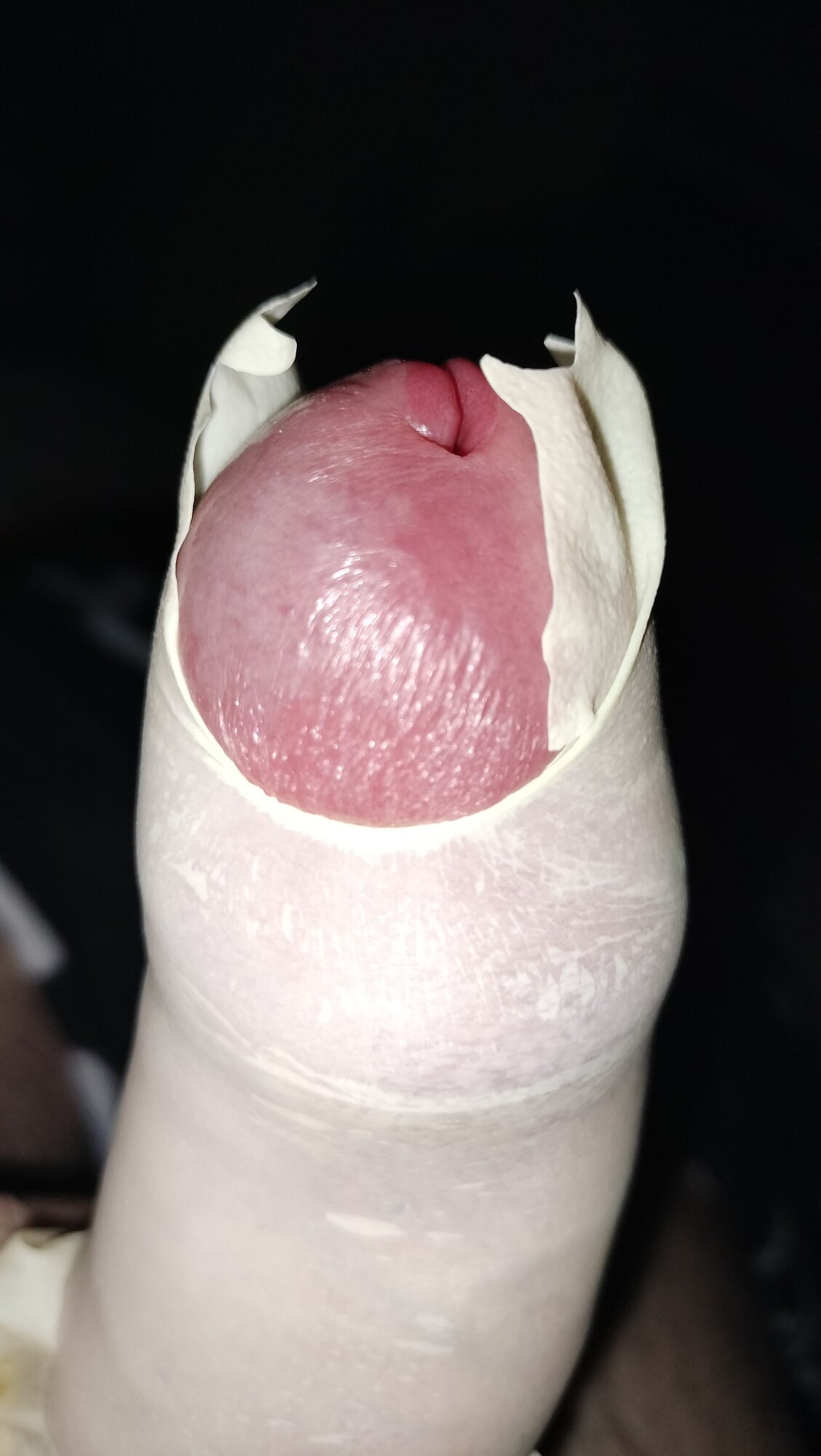 cock harnessed close up  #8