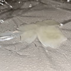 Precum and cum pics with me eating both