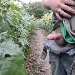  cock on the farm 