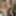 Huge 23cm dick of a very hard hairy male in the gym bathroom