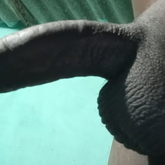 My Black Cock