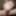 exhibitionist webcam jerking sexshow with flying cumshot 